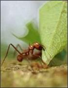 Formigas, uma grande ameaça